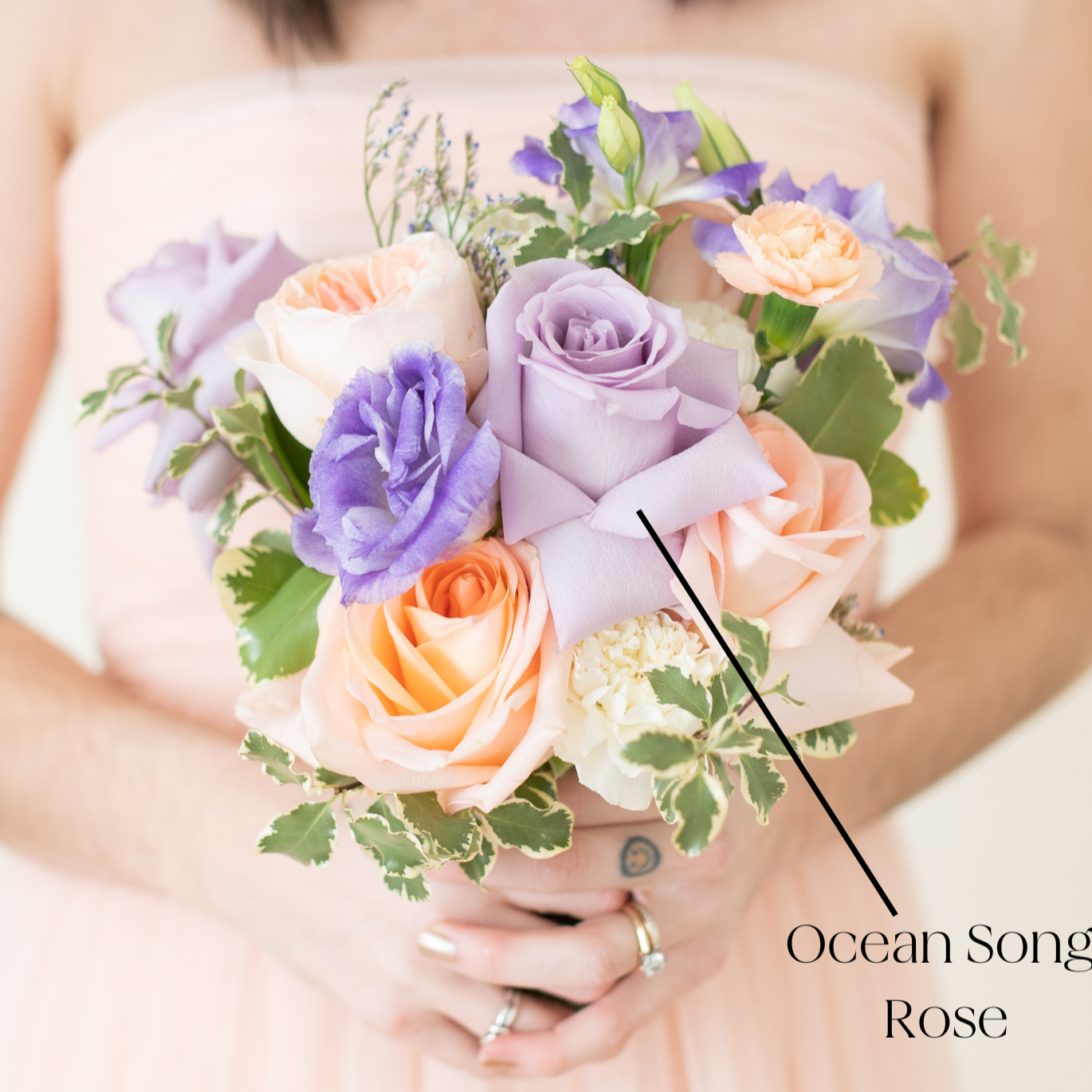 lavender ocean song rose