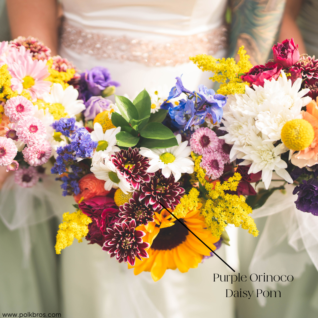 purple orinoco daisy pom flower