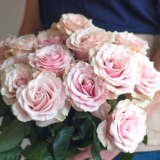 Pink Mondial Roses, soft blushy pink roses