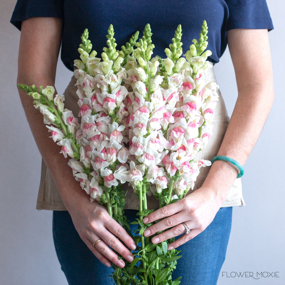 Light Pink Snapdragons