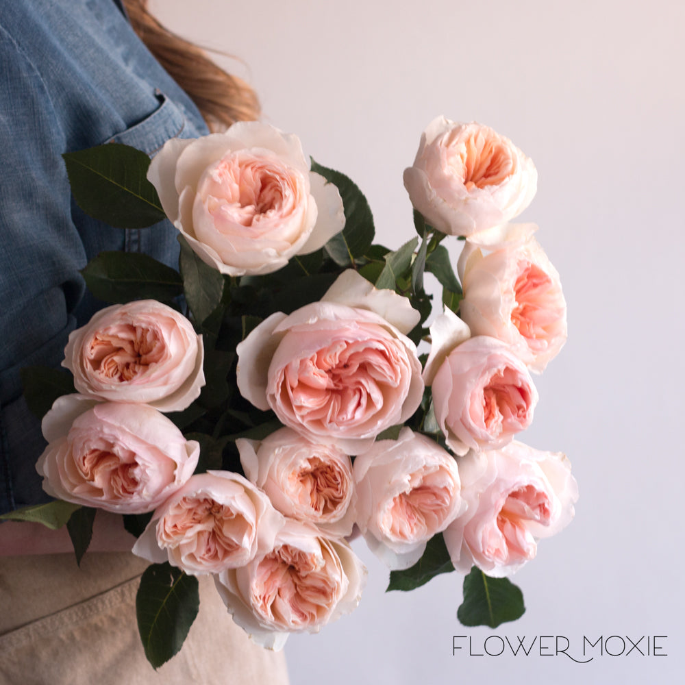 Juliet Peach Garden Roses