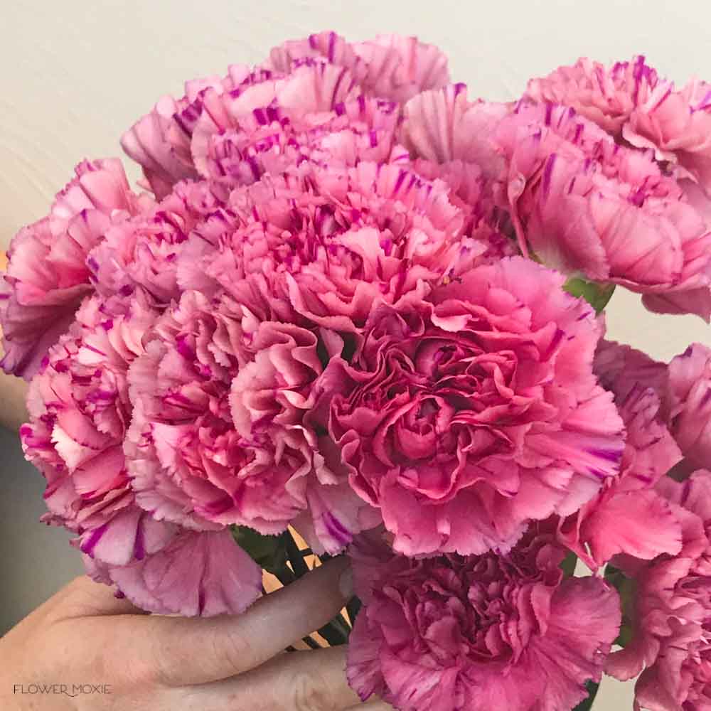 Medium Pink Carnations