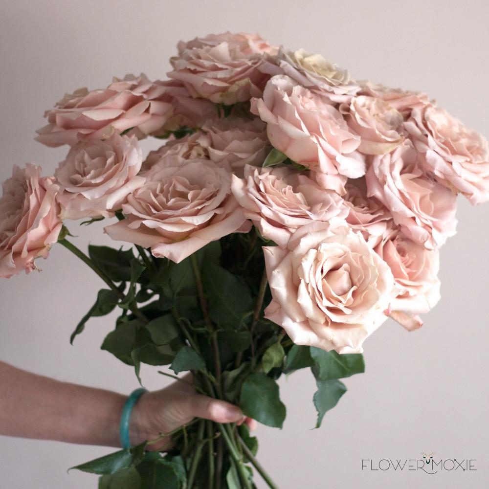 Quicksand Roses, dusty pink rose