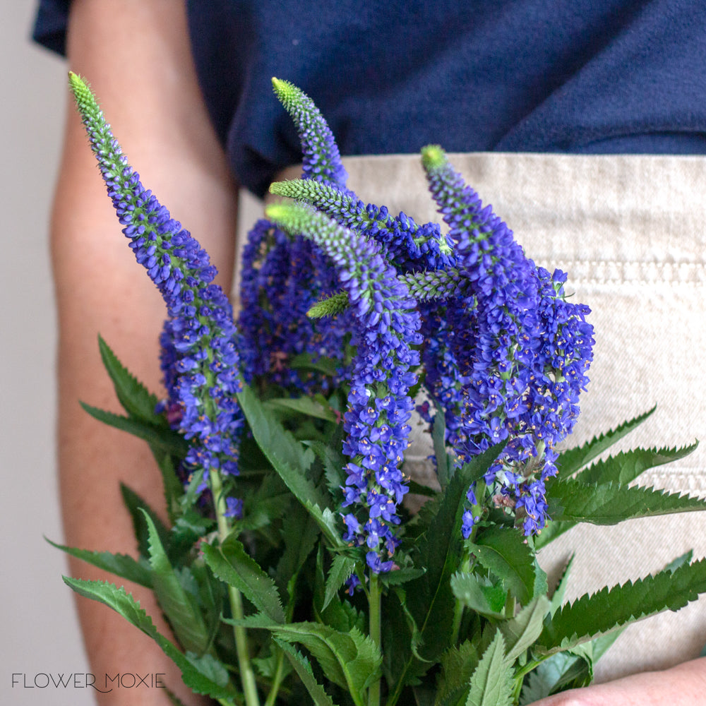 Blue Veronica Flower