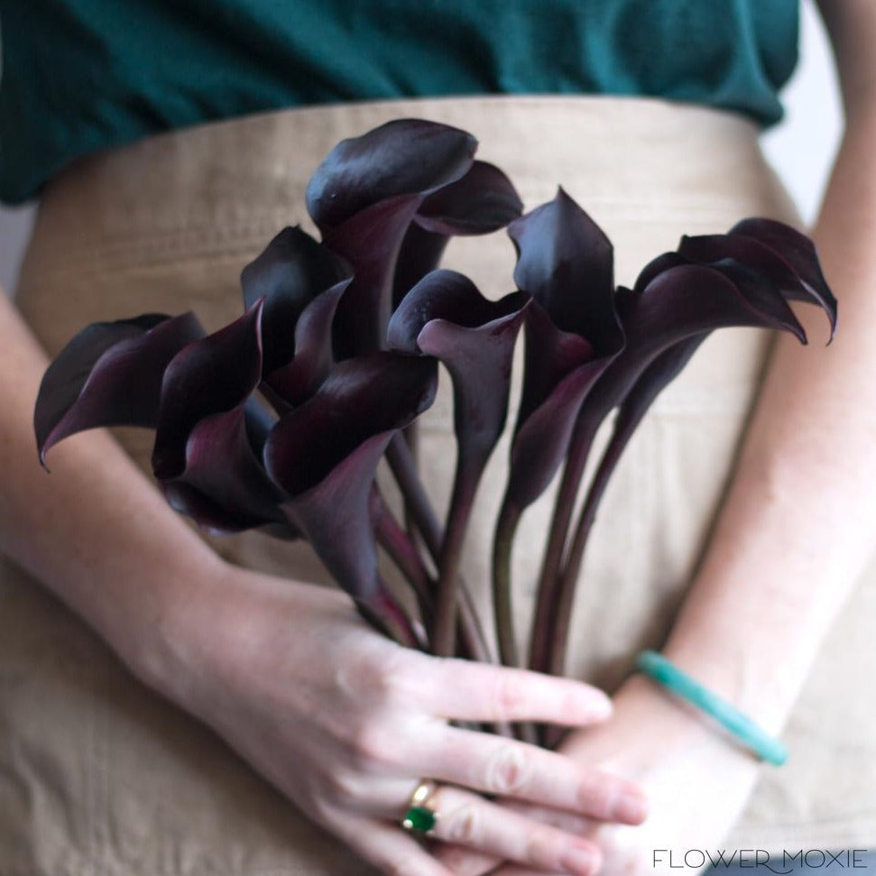 Dark Purple Calla Lily