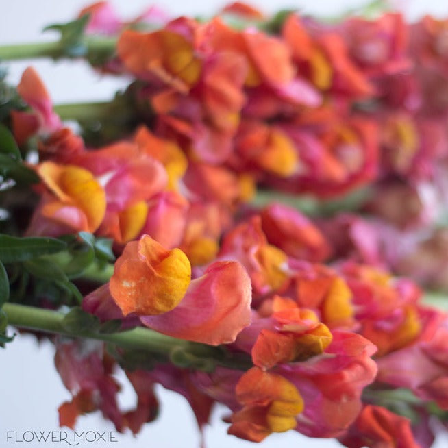 sorbet snapdragon flower