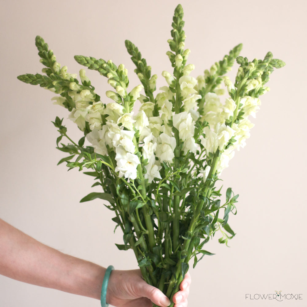 white snapdragon flower