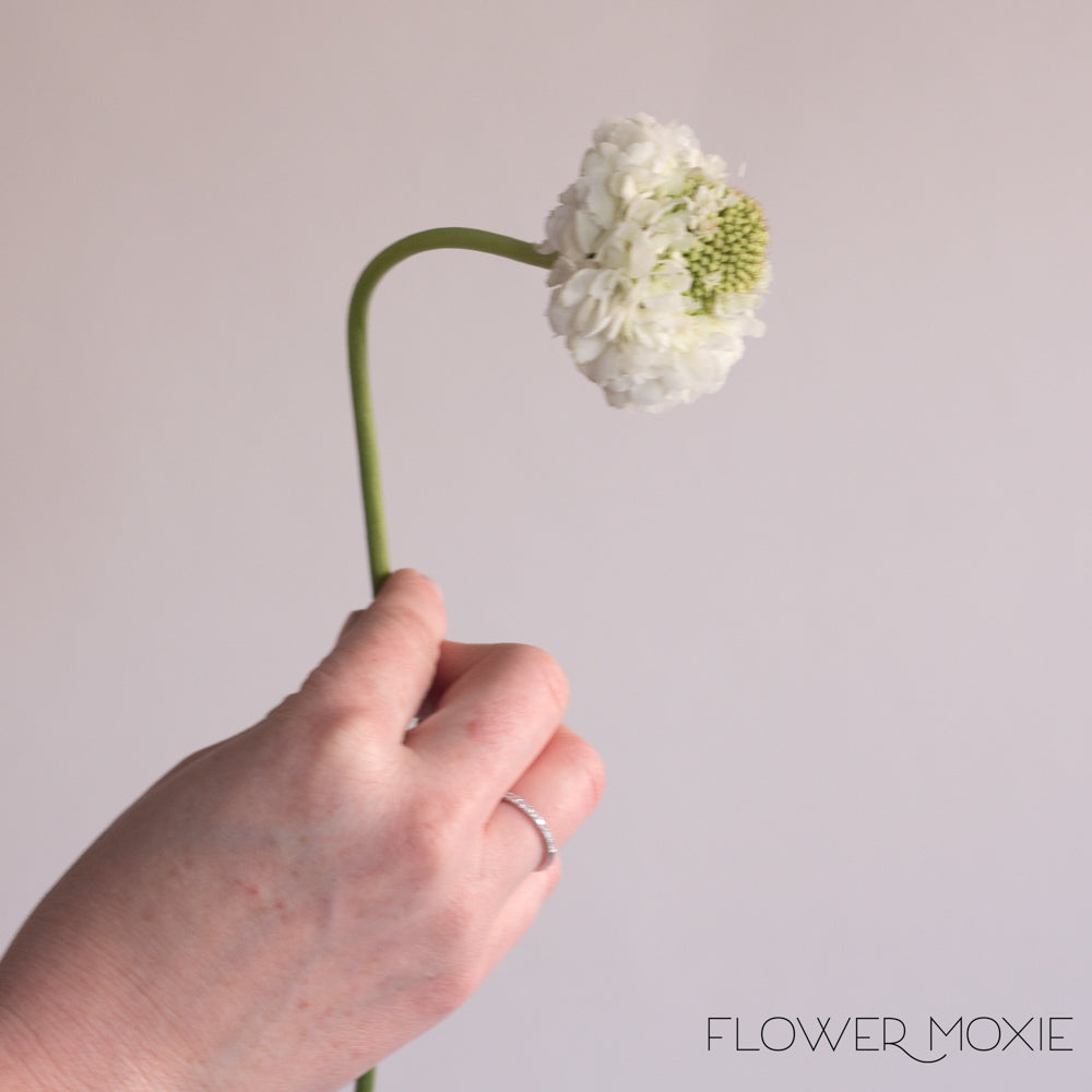 White Scabiosa Flower