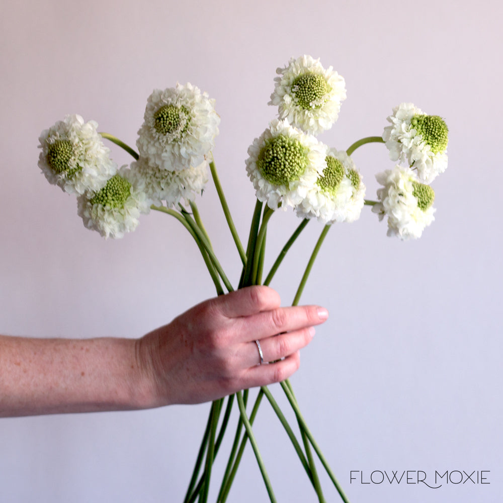 White Scabiosa Flower