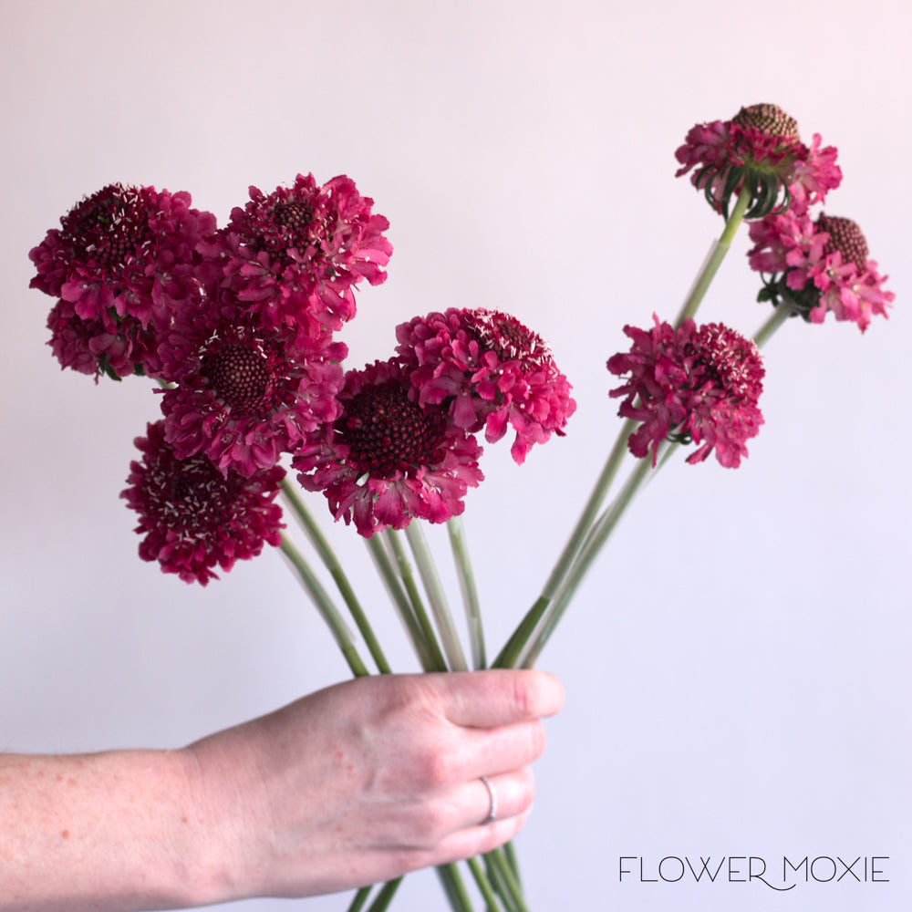 Raspberry Scabiosa Flower