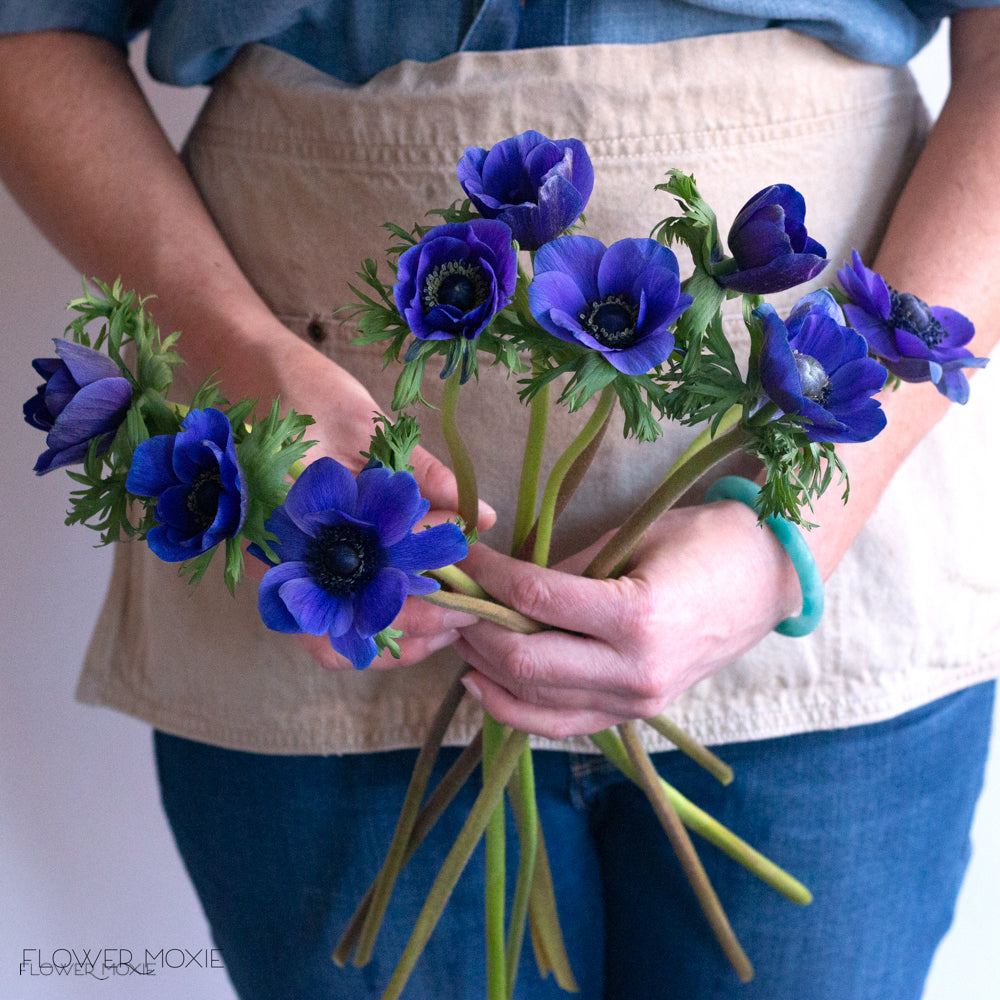 Blue indigo anemone flower