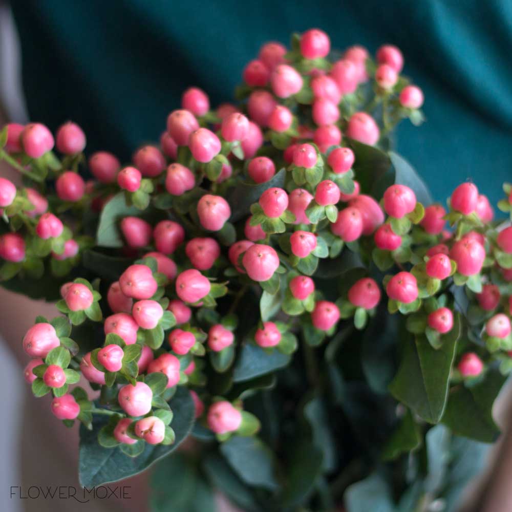 Pink Hypericum Berries