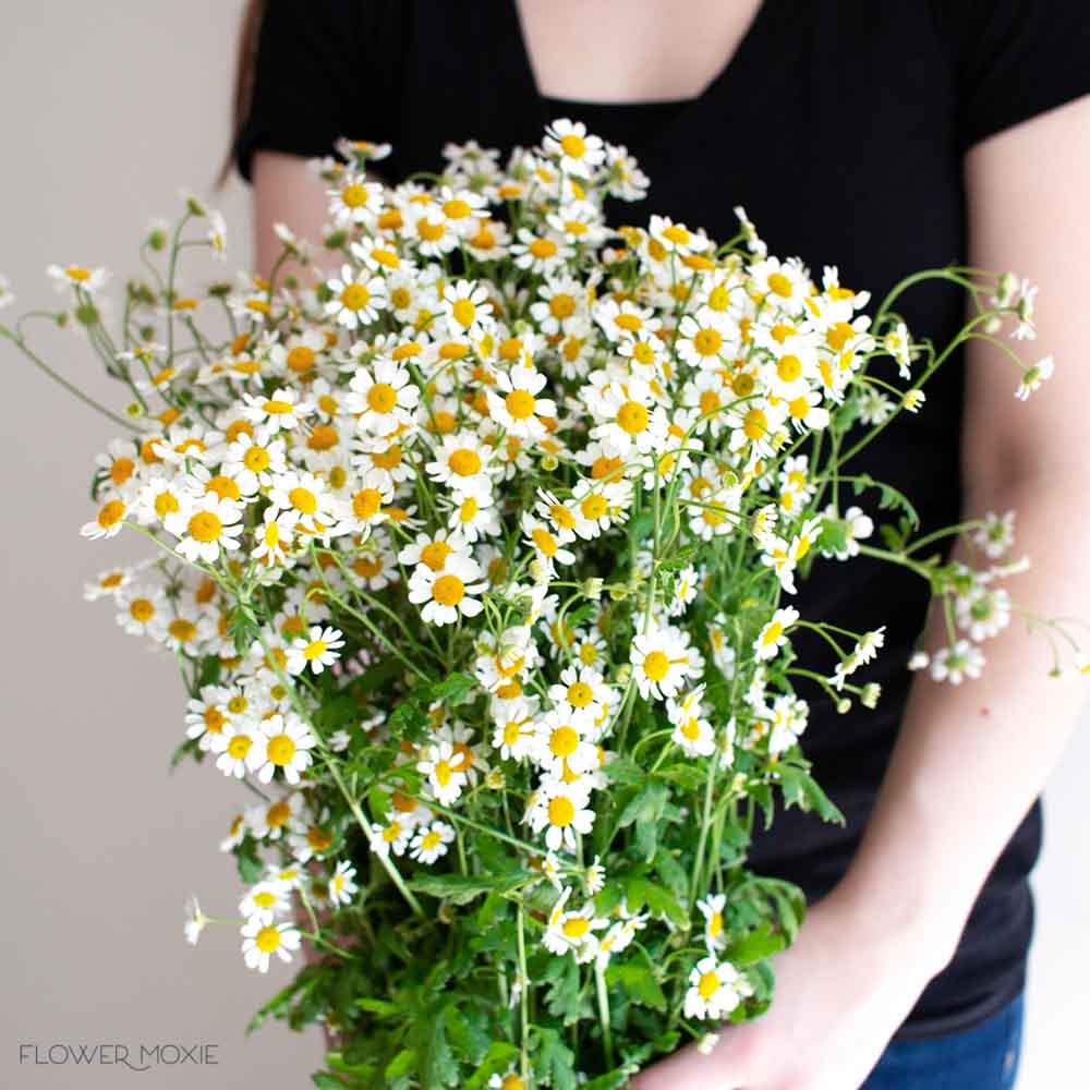 Feverfew chamomile daisy