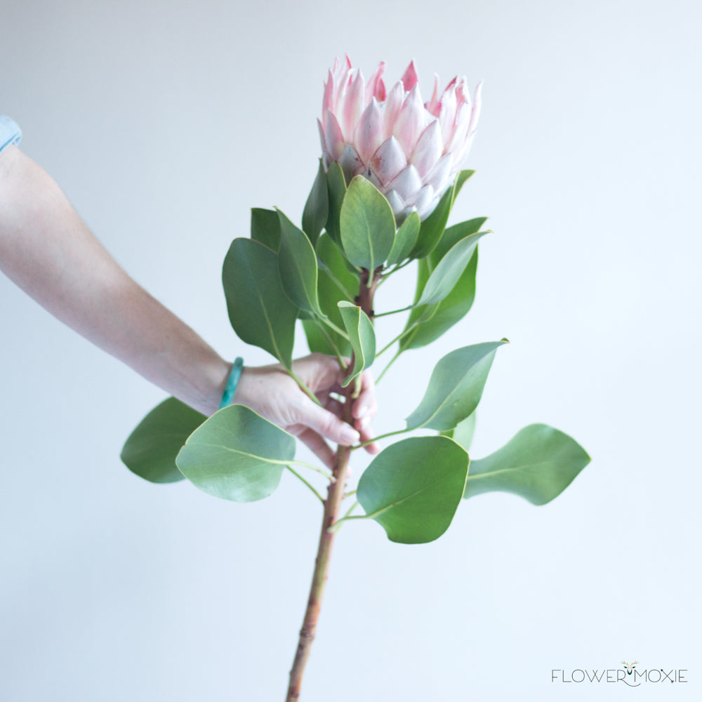 King Protea Flower