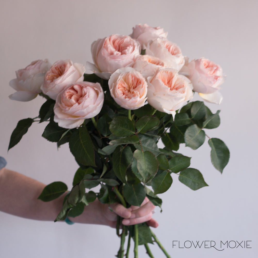 Juliet Peach Garden Roses