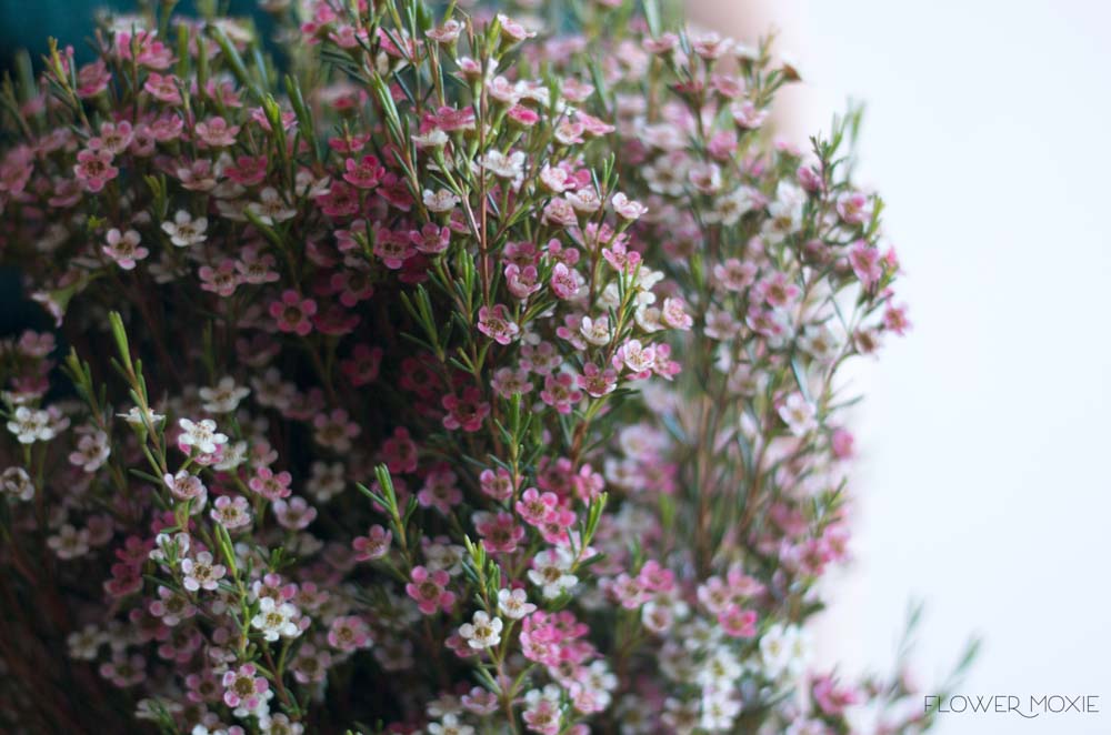 Pink wax flower