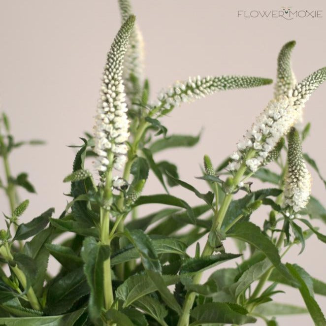 white veronica flower