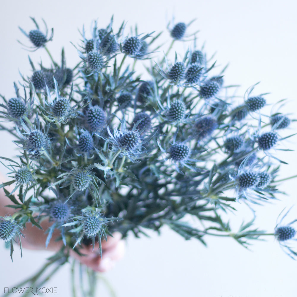 bunch of blue thistle