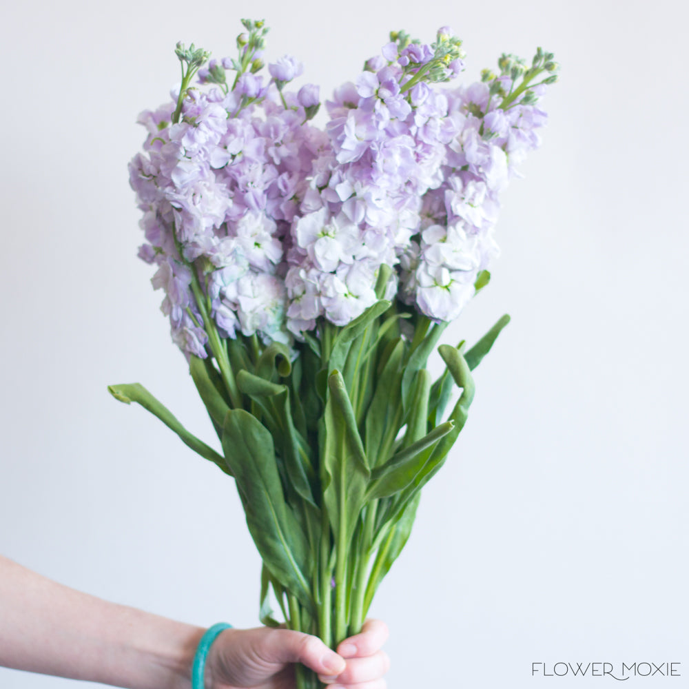 Lavender Stock Flowerbulk lavender stock flower