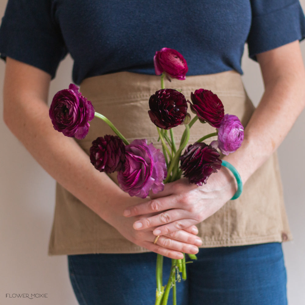 Burgundy Ranunculus Flower