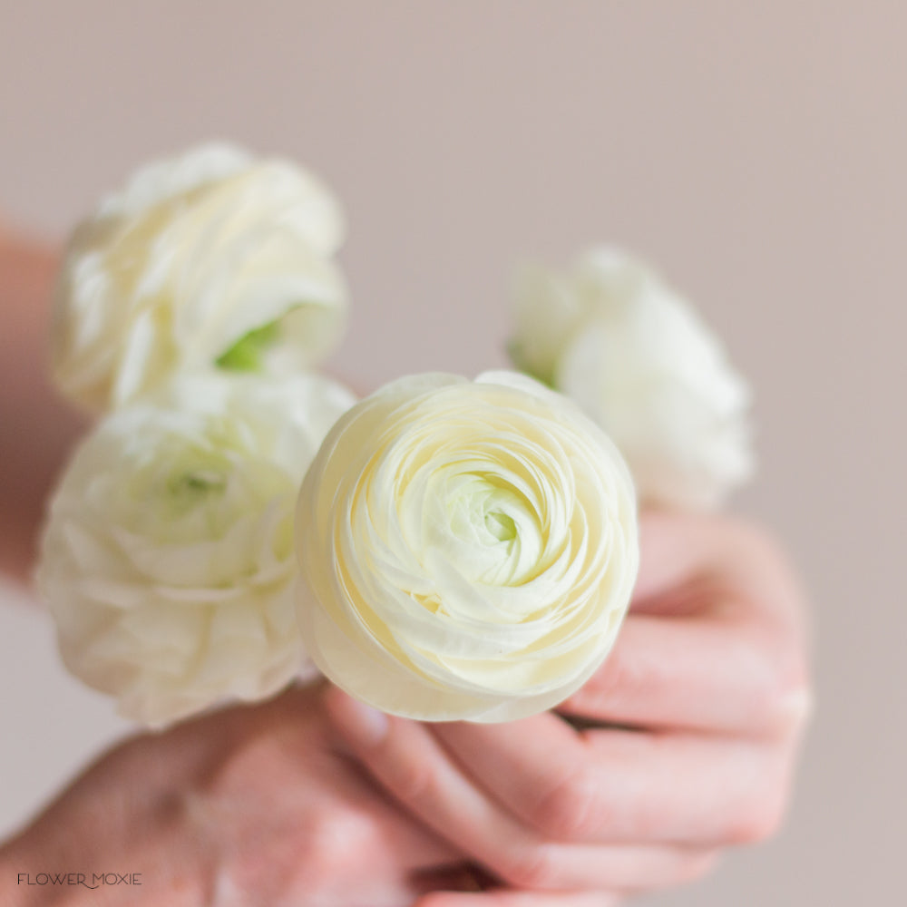 white ranunculus flower