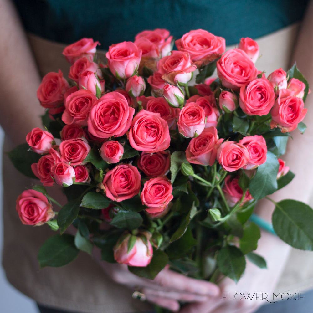 Coral Spray rose flower