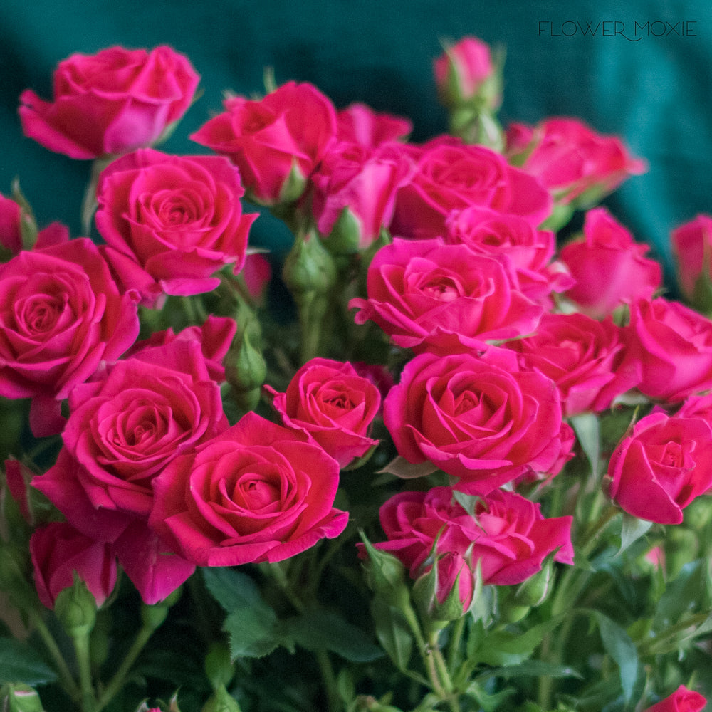 Deep Pink Spray Roses