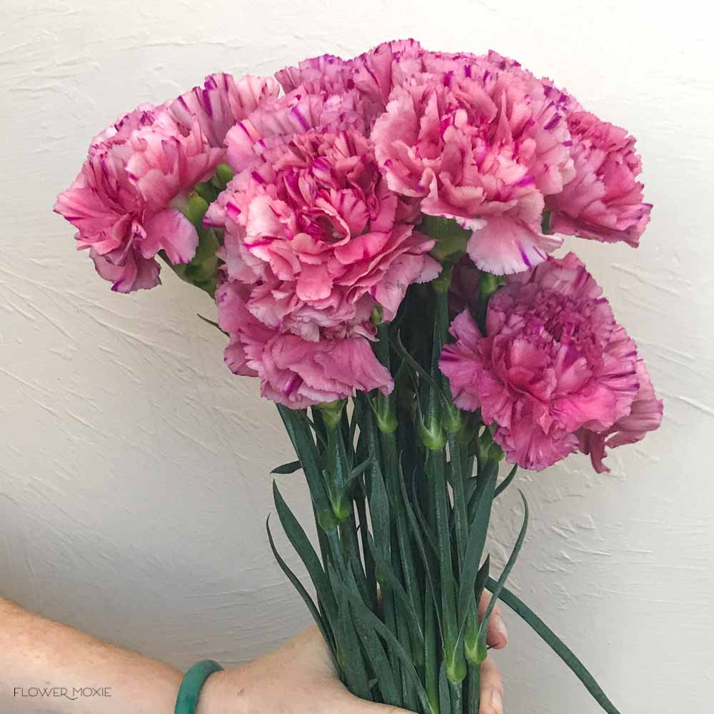 Medium Pink Carnations