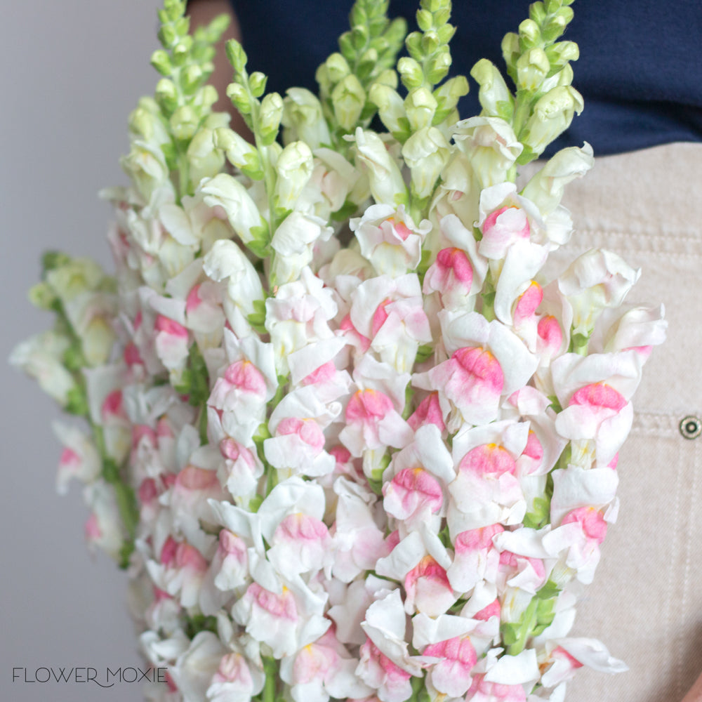 Light Pink Snapdragons