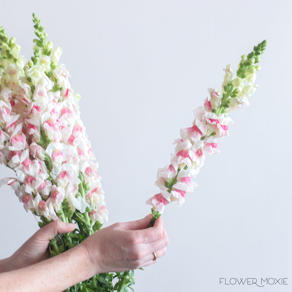 Light Pink Snapdragons