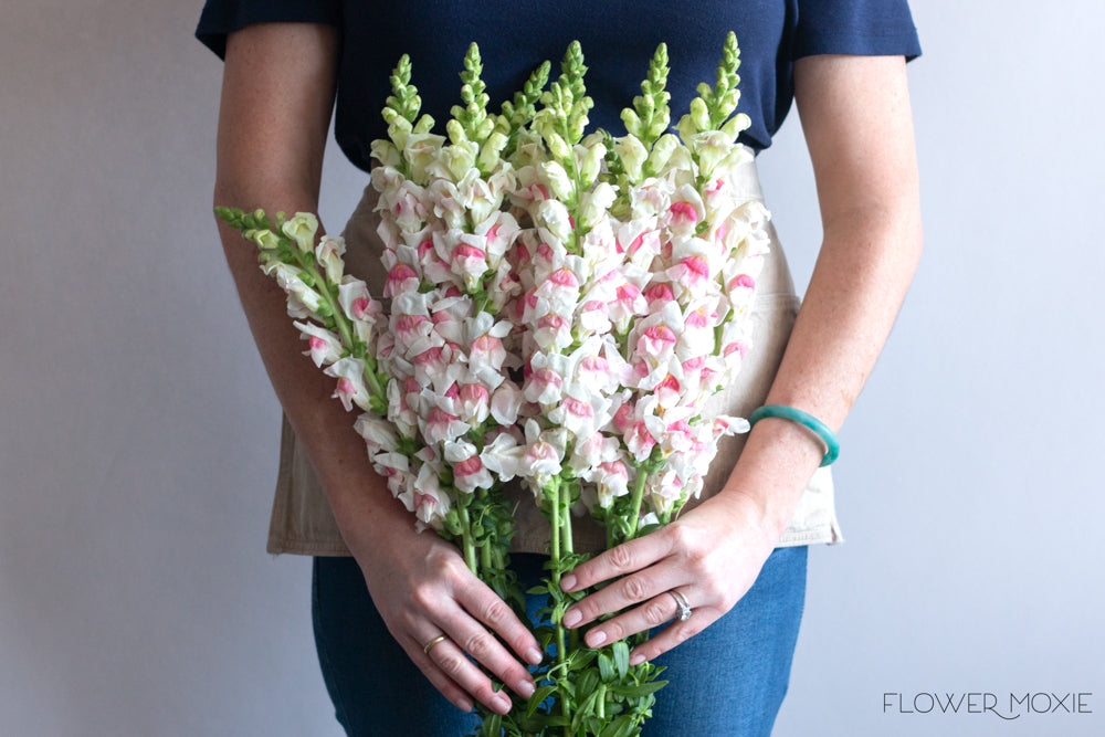 Light Pink Snapdragons