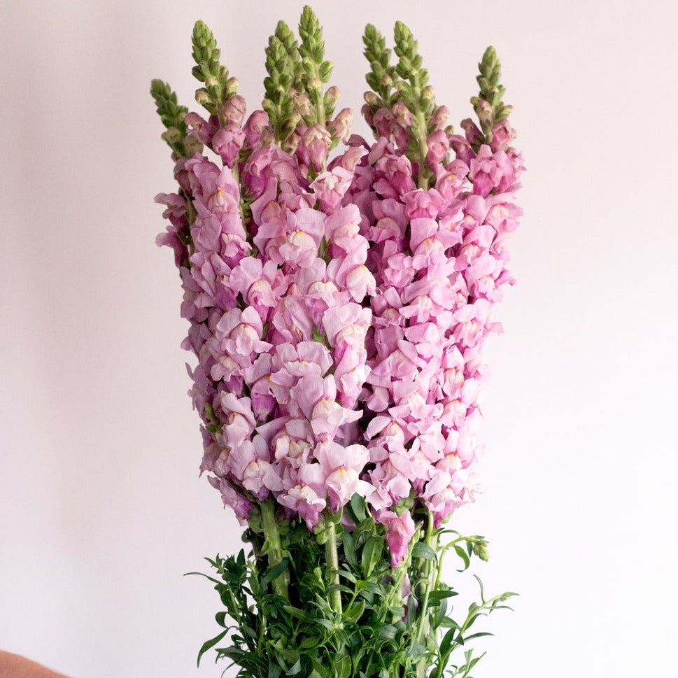 Lavender Mauve Snapdragon Flower