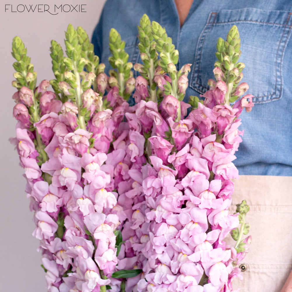 Lavender Mauve Snapdragon Flower