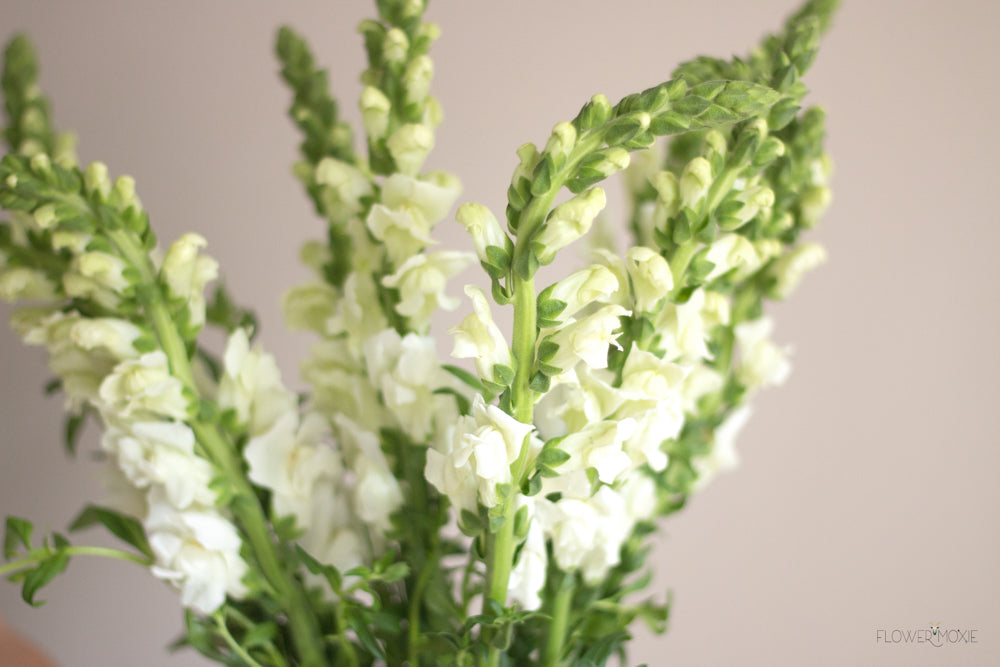 white snapdragon flower