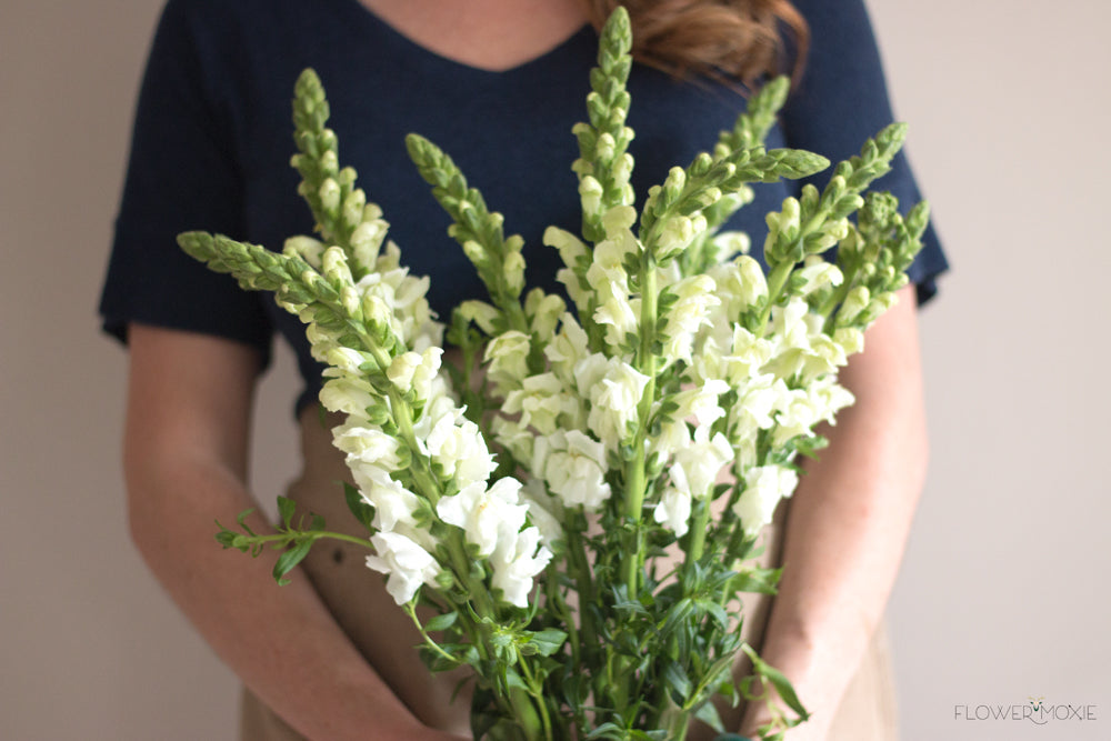 white snapdragon flower