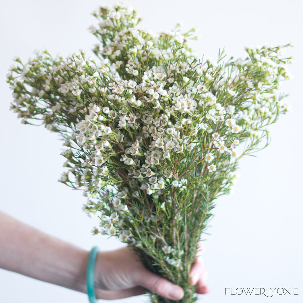 white wax flower