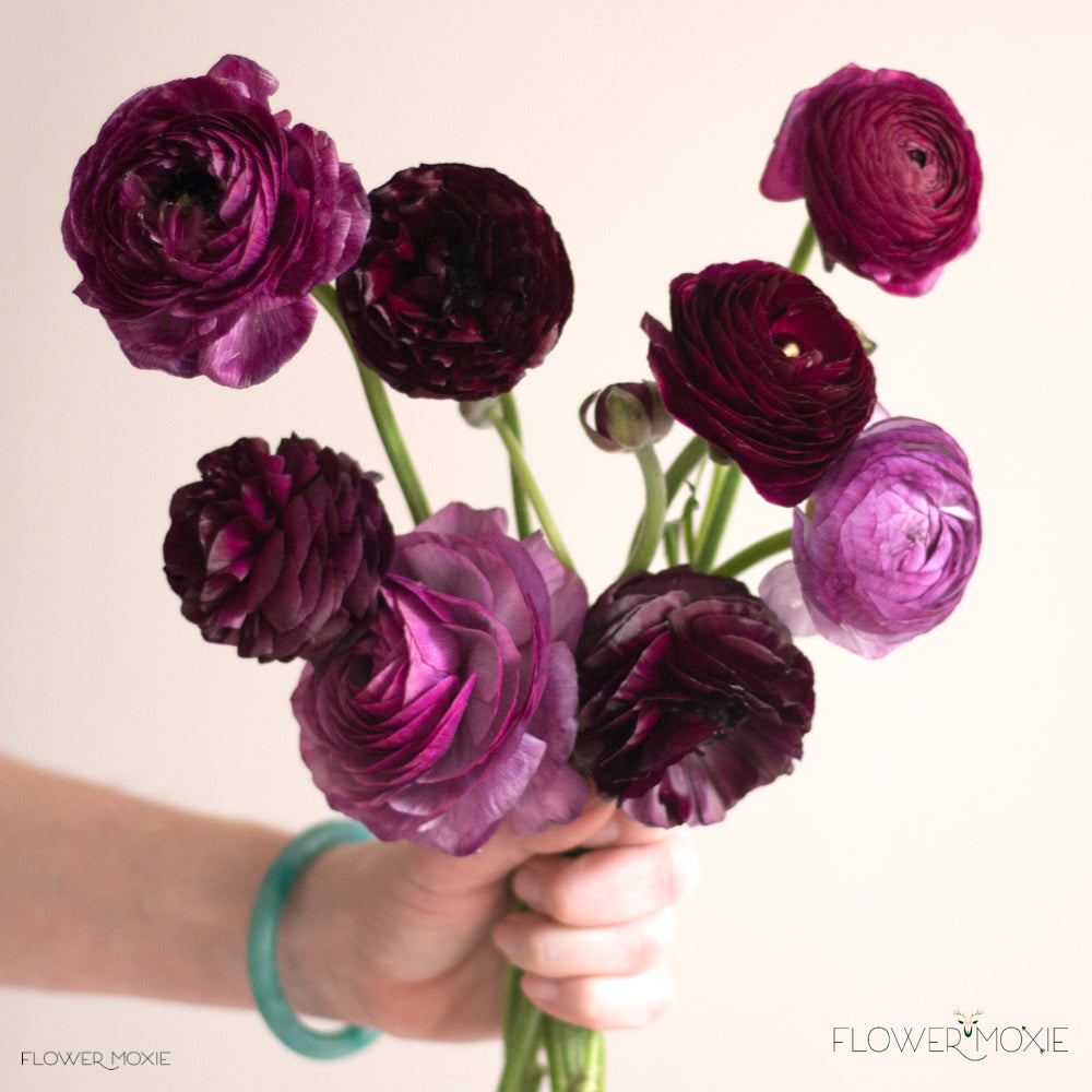 Burgundy Ranunculus Flower