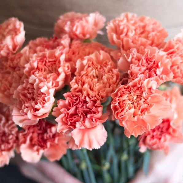 fresh apricot carnation flower