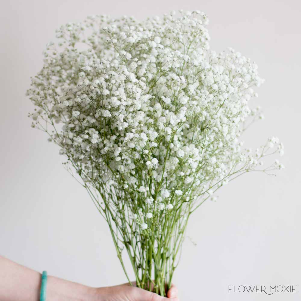 Babys Breath Flowers