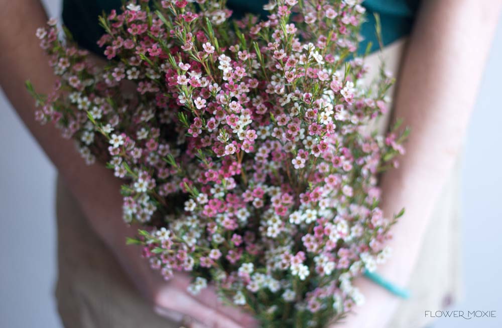 Pink wax flower