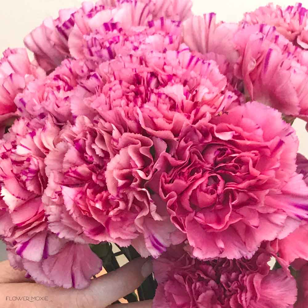 Medium Pink Carnations