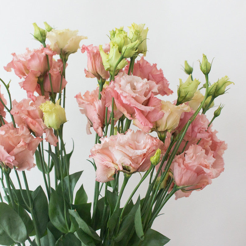 Pink Lisianthus Flower