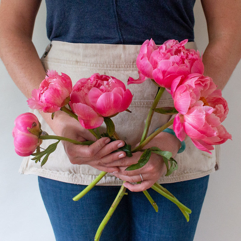 Coral Charm Peony Flower