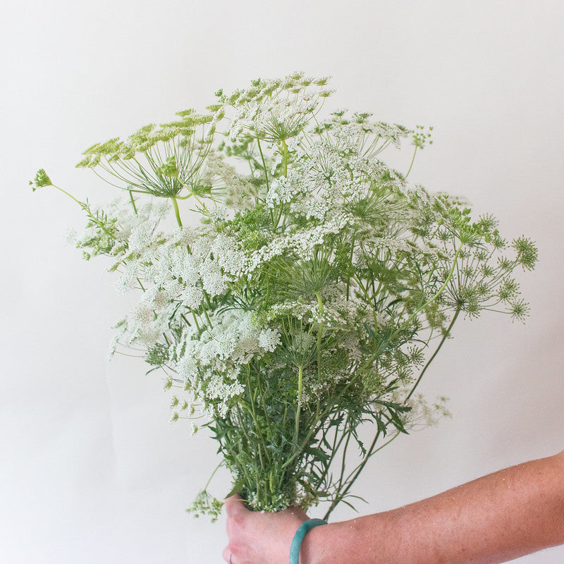 White Queen Anne's Lace Flower