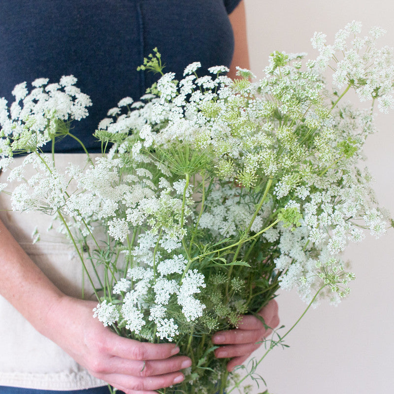 White Queen Anne's Lace Flower