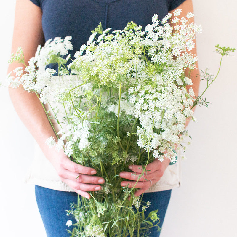 White Queen Anne's Lace Flower