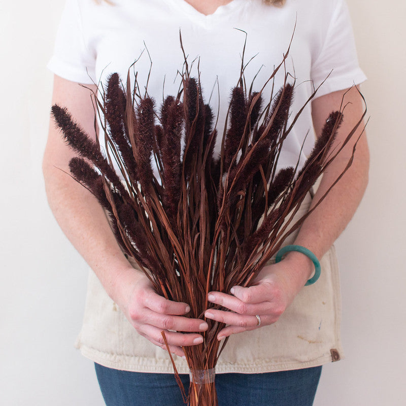 Dried Chocolate Setaria Millet Foxtail Grass