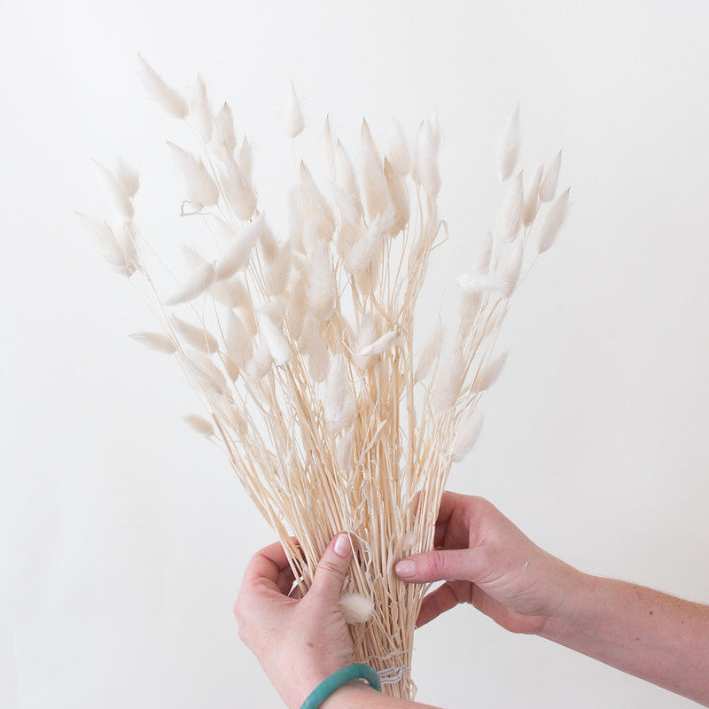 Bleached White Dried Bunny Tail Grass