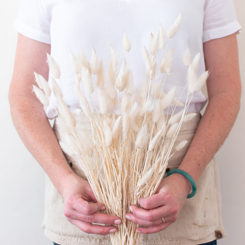 Bleached White Dried Bunny Tail Grass