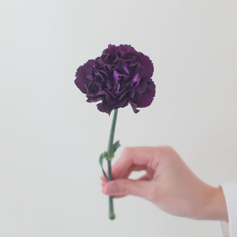 Dark Purple Carnation Flower